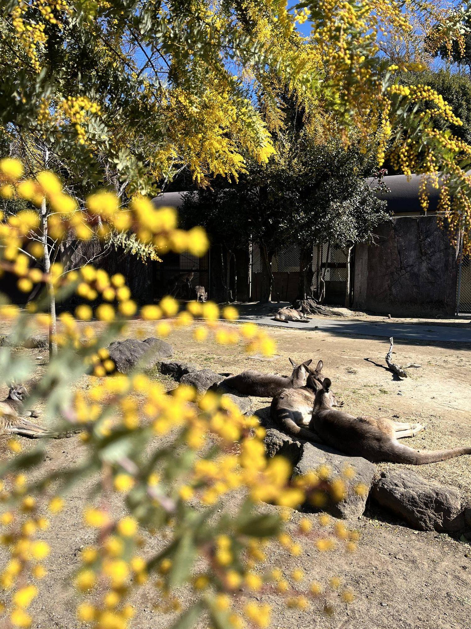 ミモザとカンガルー.jpg