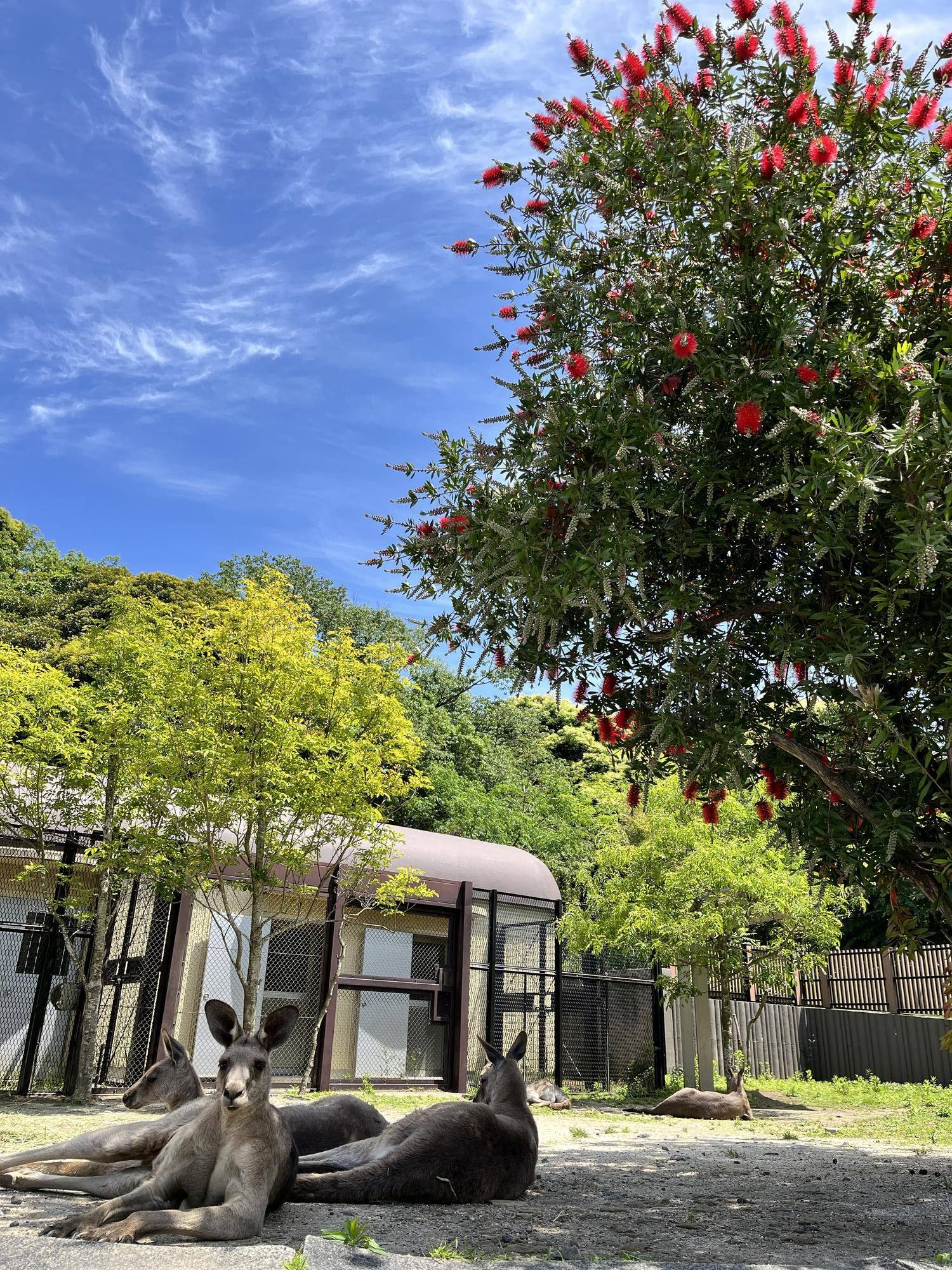ブラシノキとカンガルー.jpg