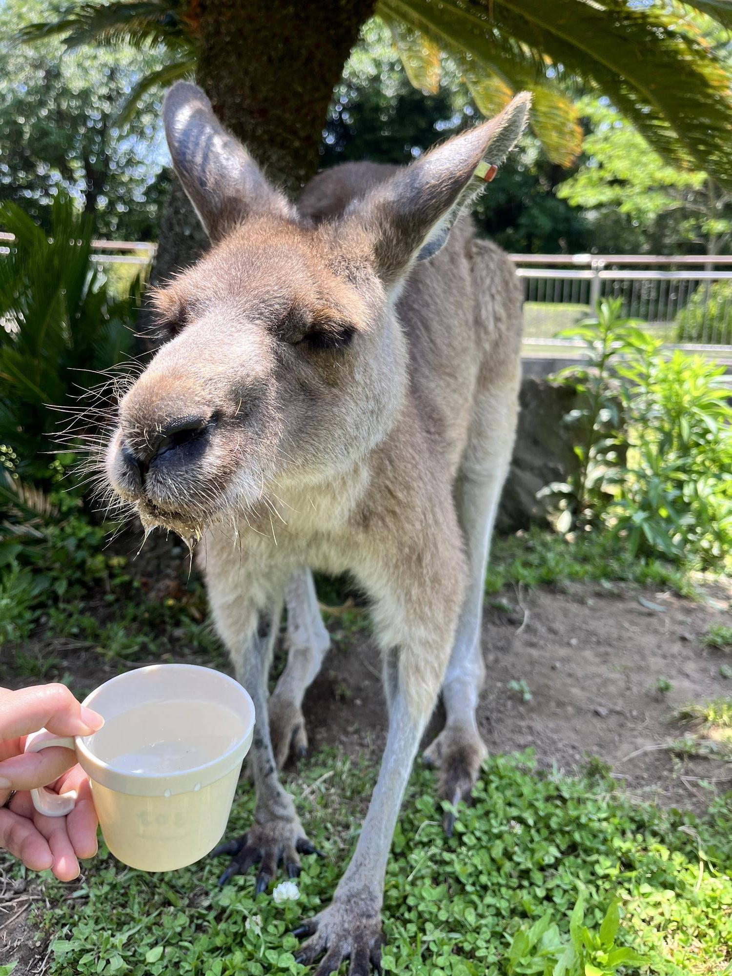 キノコの水飲み場.jpg