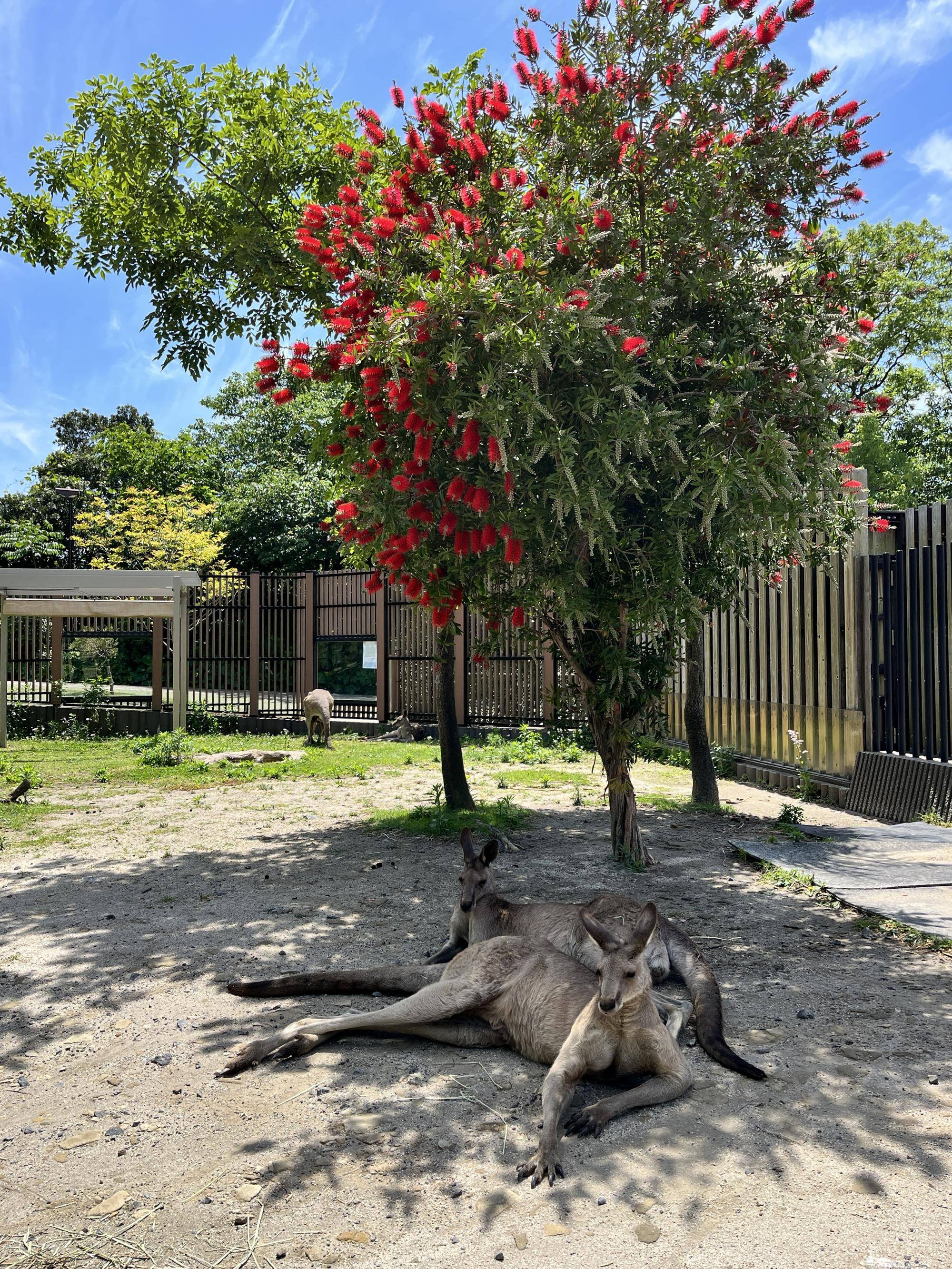 カンガルーとブラシノキ.jpg