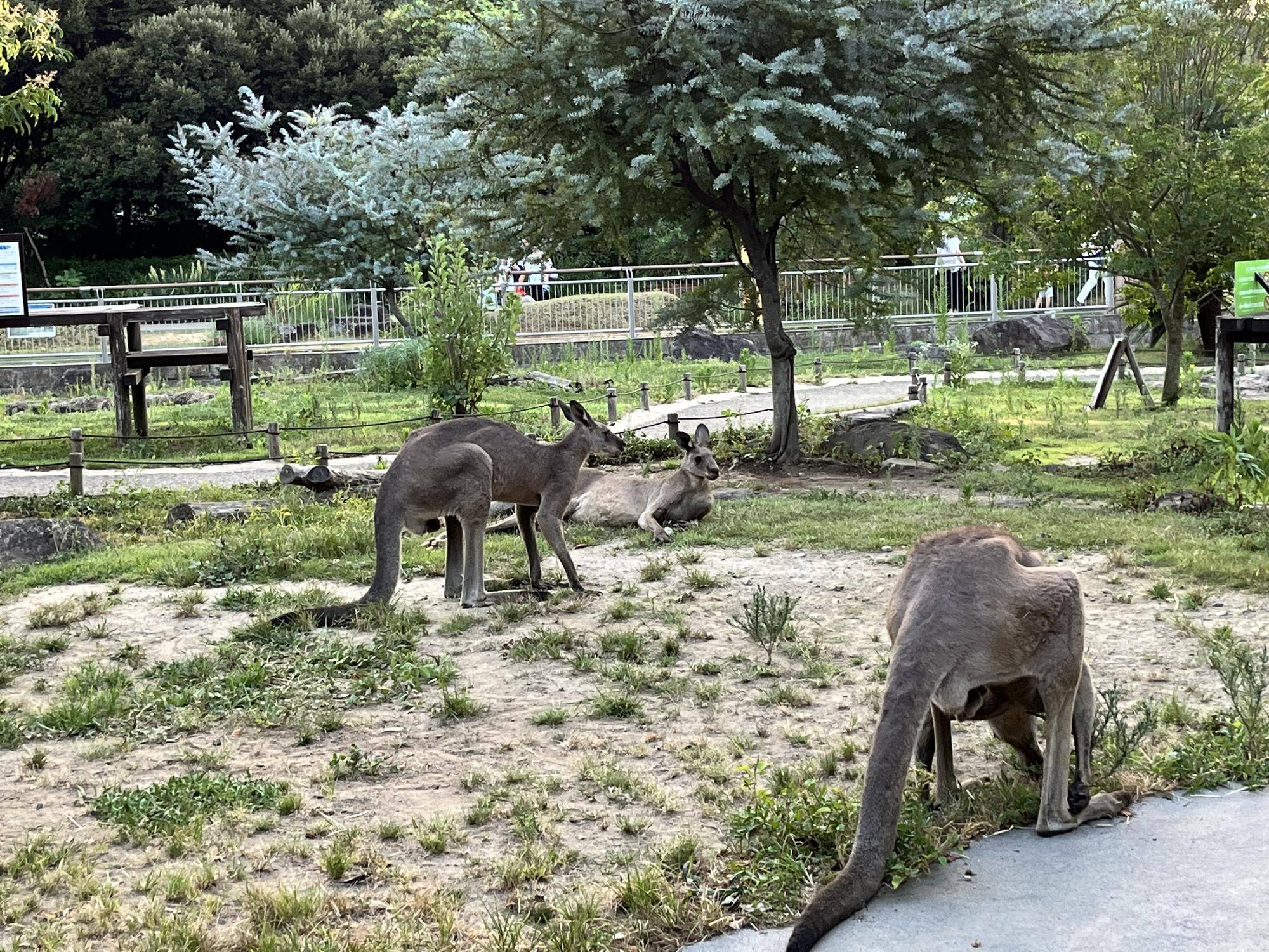 ③草食べてるカンガルー.jpg