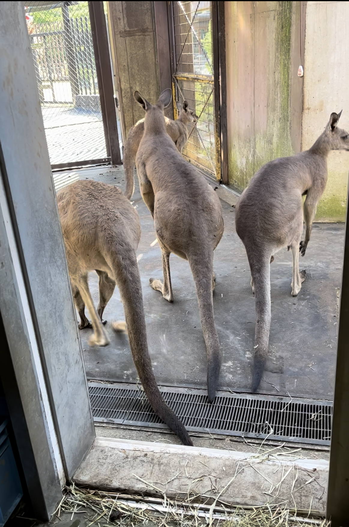 ① 展示場に出勤するカンガルー.png