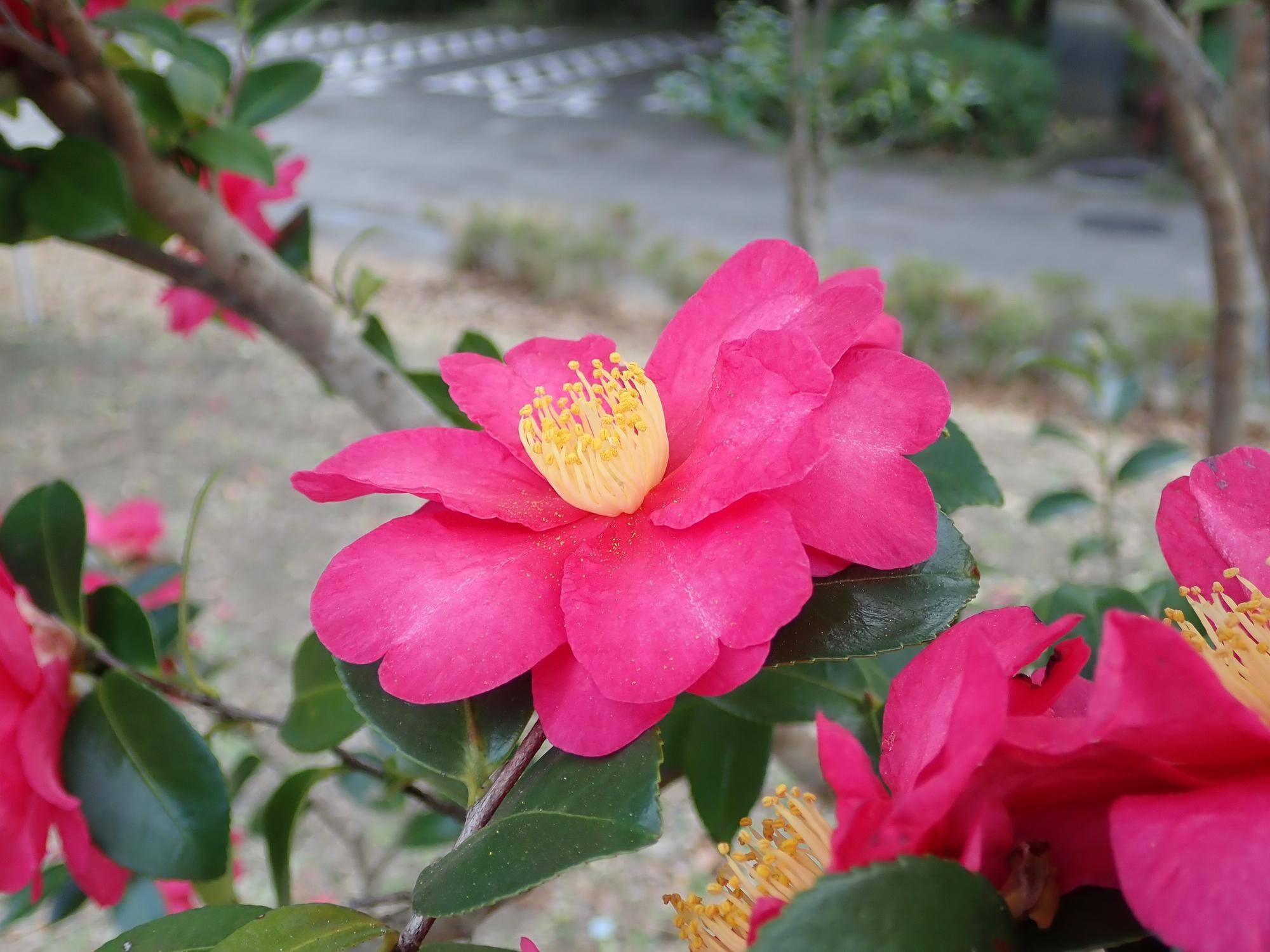 ツバキ|花情報｜ブログ|金沢動物園公式サイト｜公益財団法人