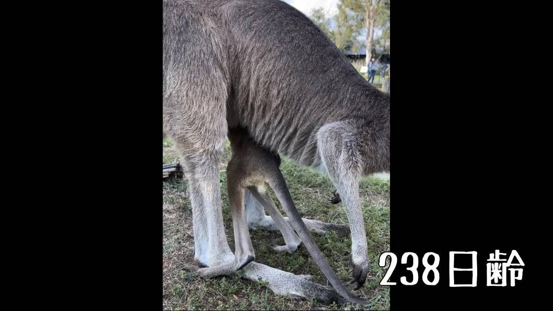 238日齢.jpg