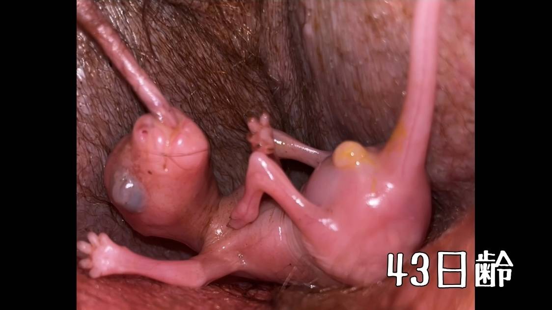 43日齢.jpg