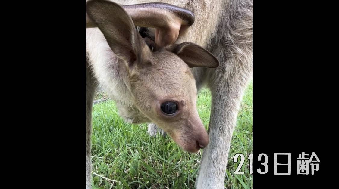 213日齢.jpg