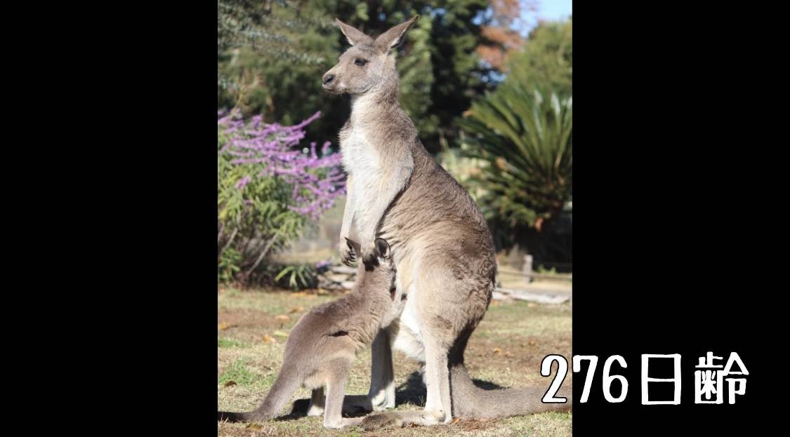 276日齢.jpg