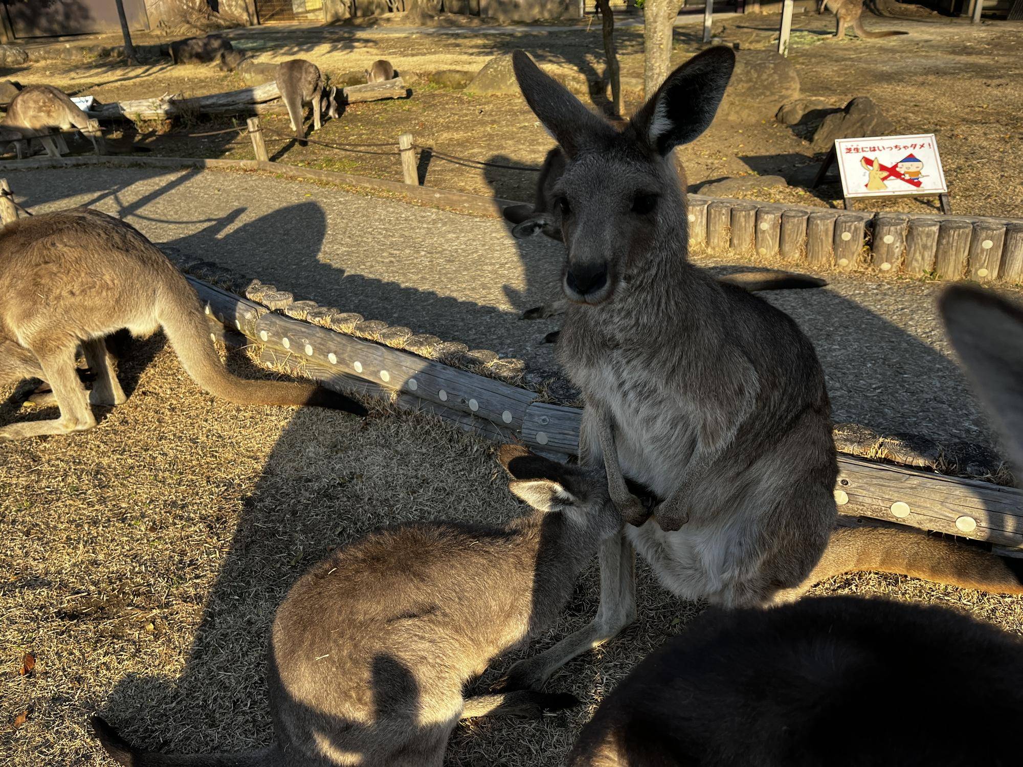 イチゴパンとカボス (2).jpg