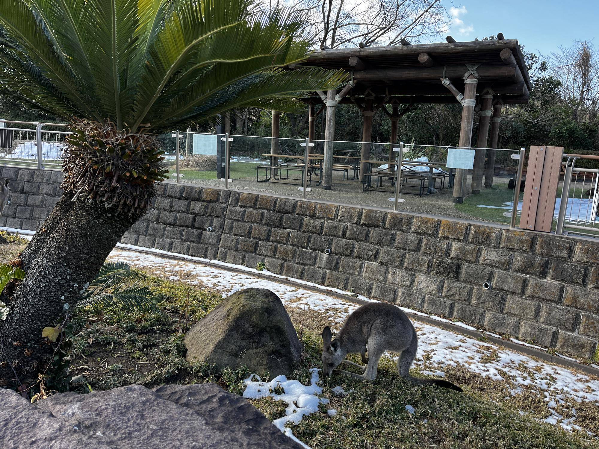 3日後 メス カボス1.jpg