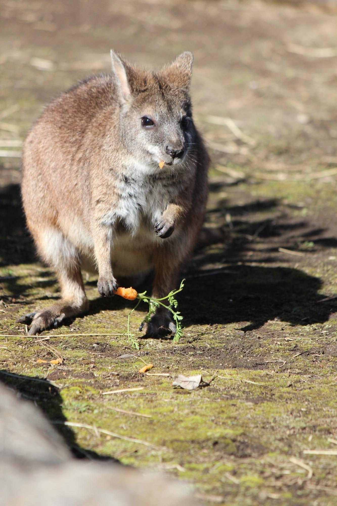 ニンジン食べるサト (2).jpg