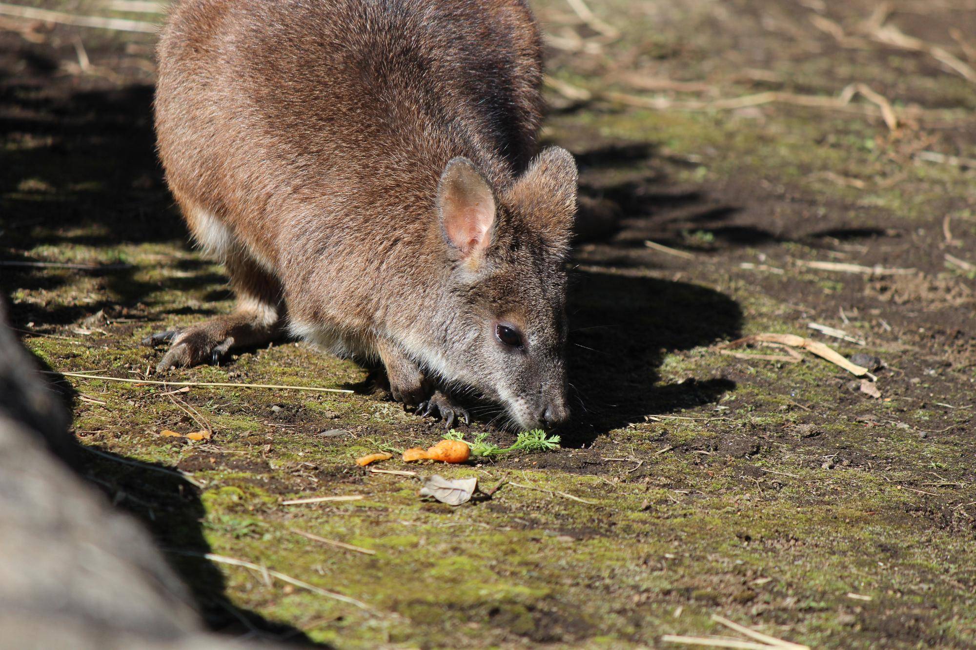 ニンジン食べるサト (1).jpg