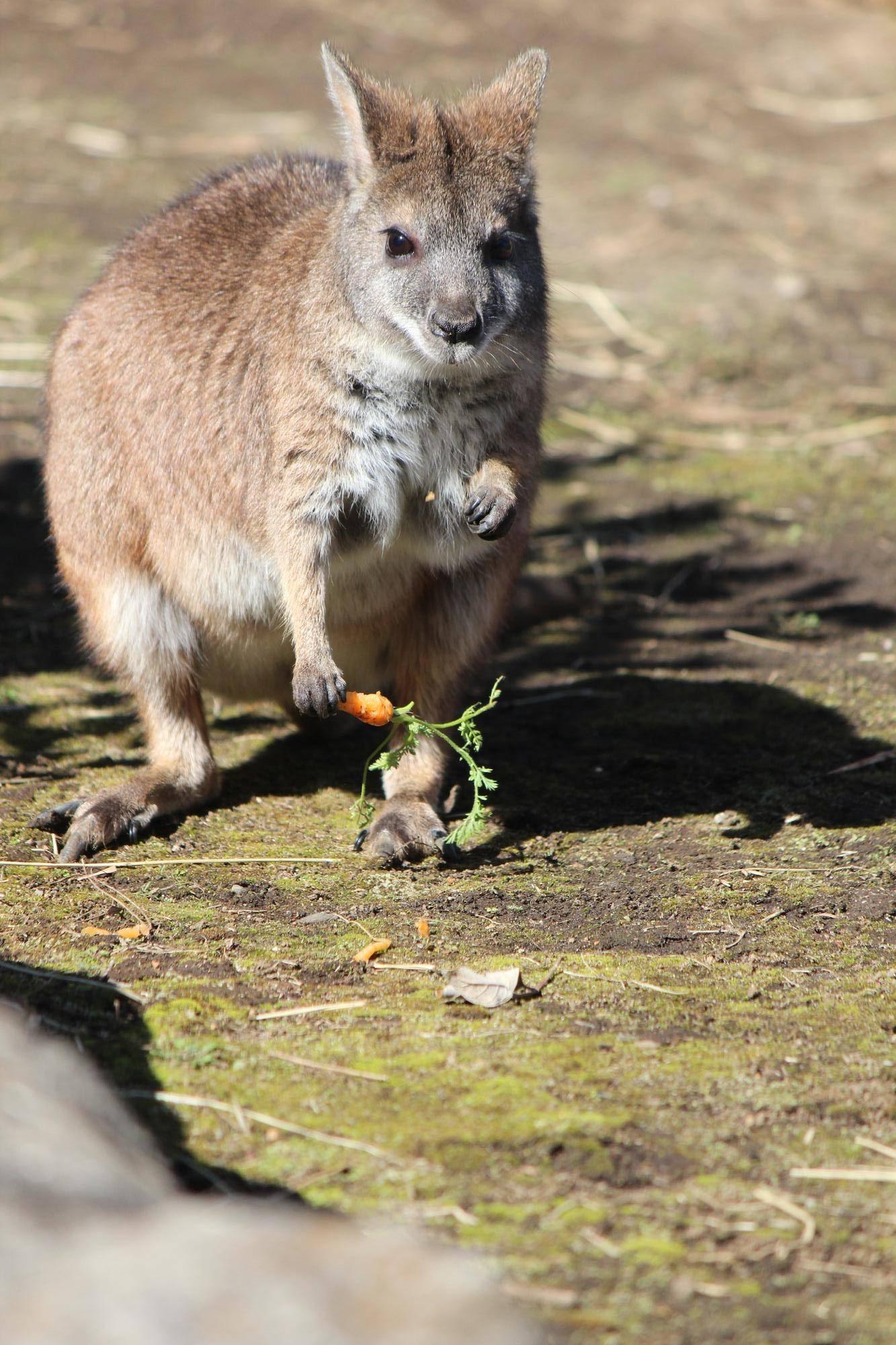 ニンジン食べるサト (3).jpg