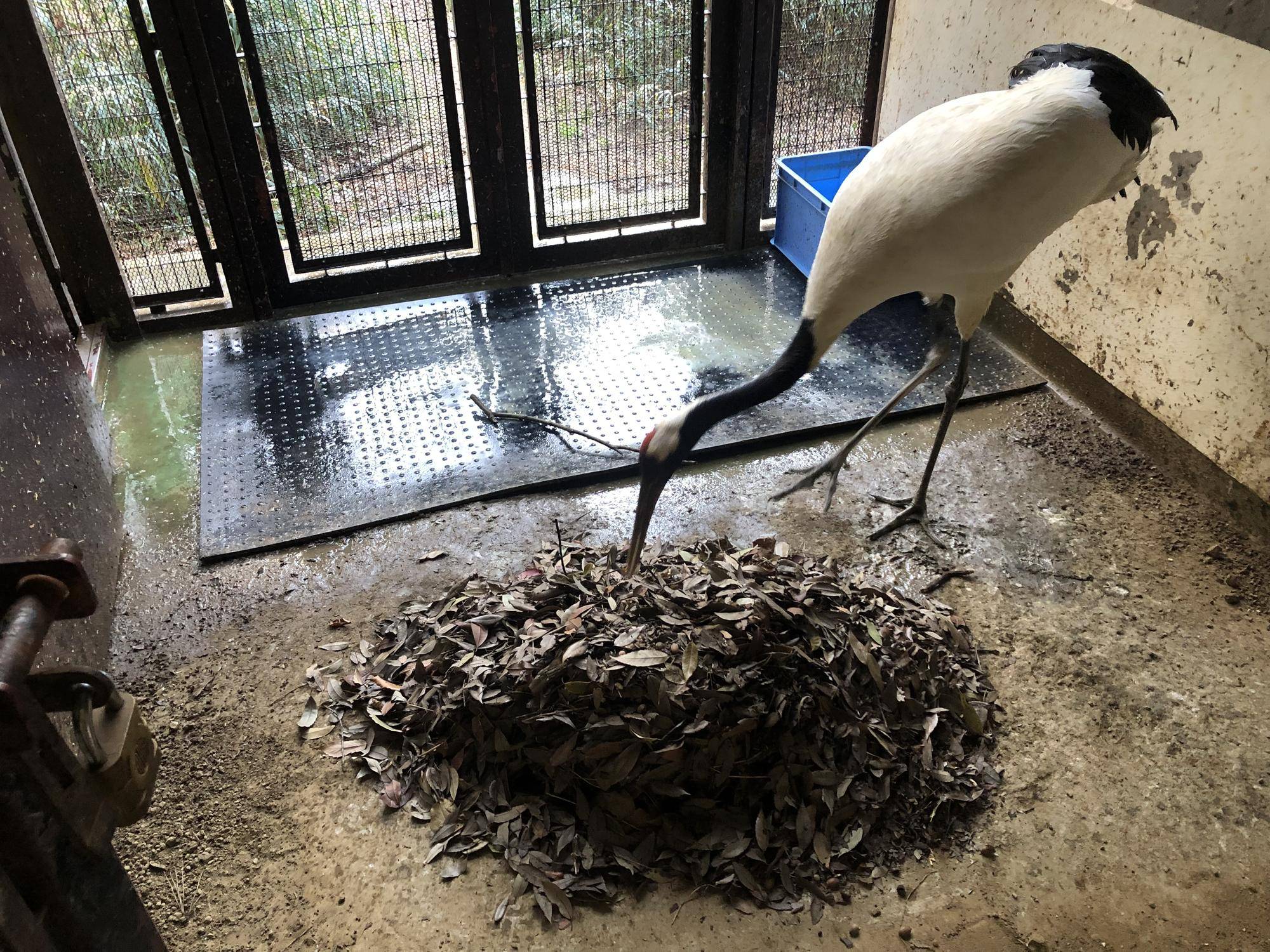 タンチョウ舎に落ち葉設置.jpg