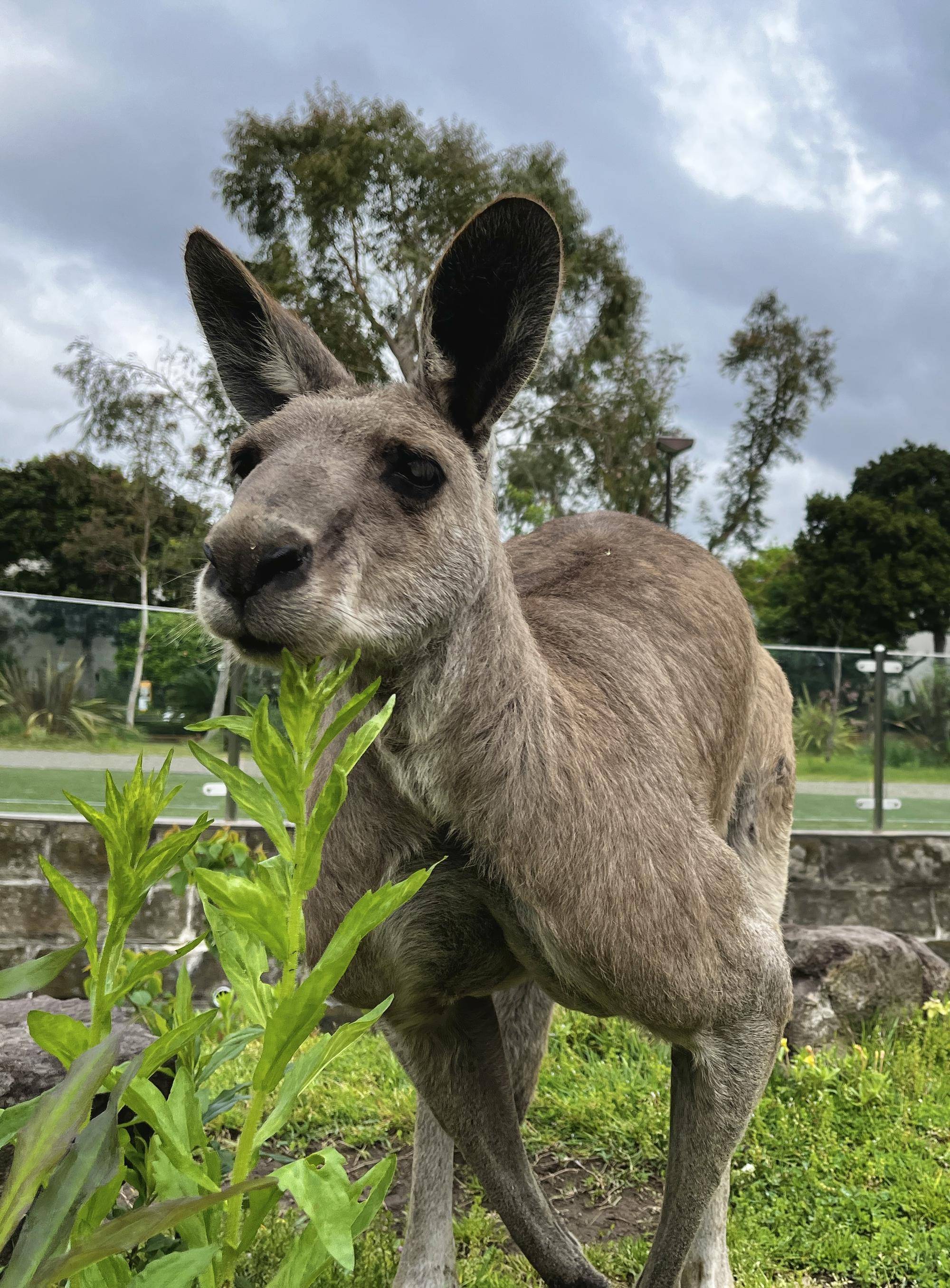 ダイフク (3).jpg