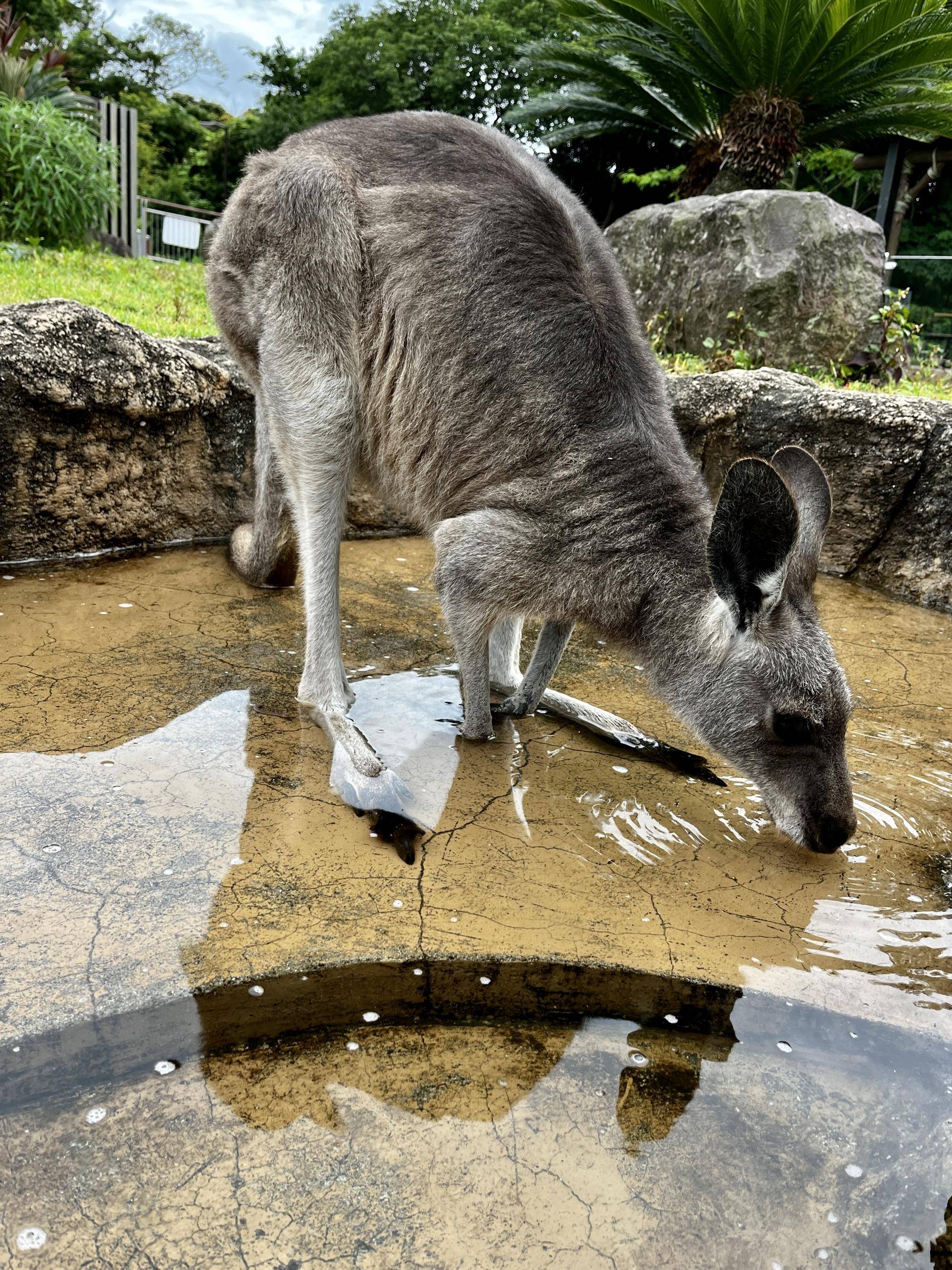 アミーゴ (2).jpg