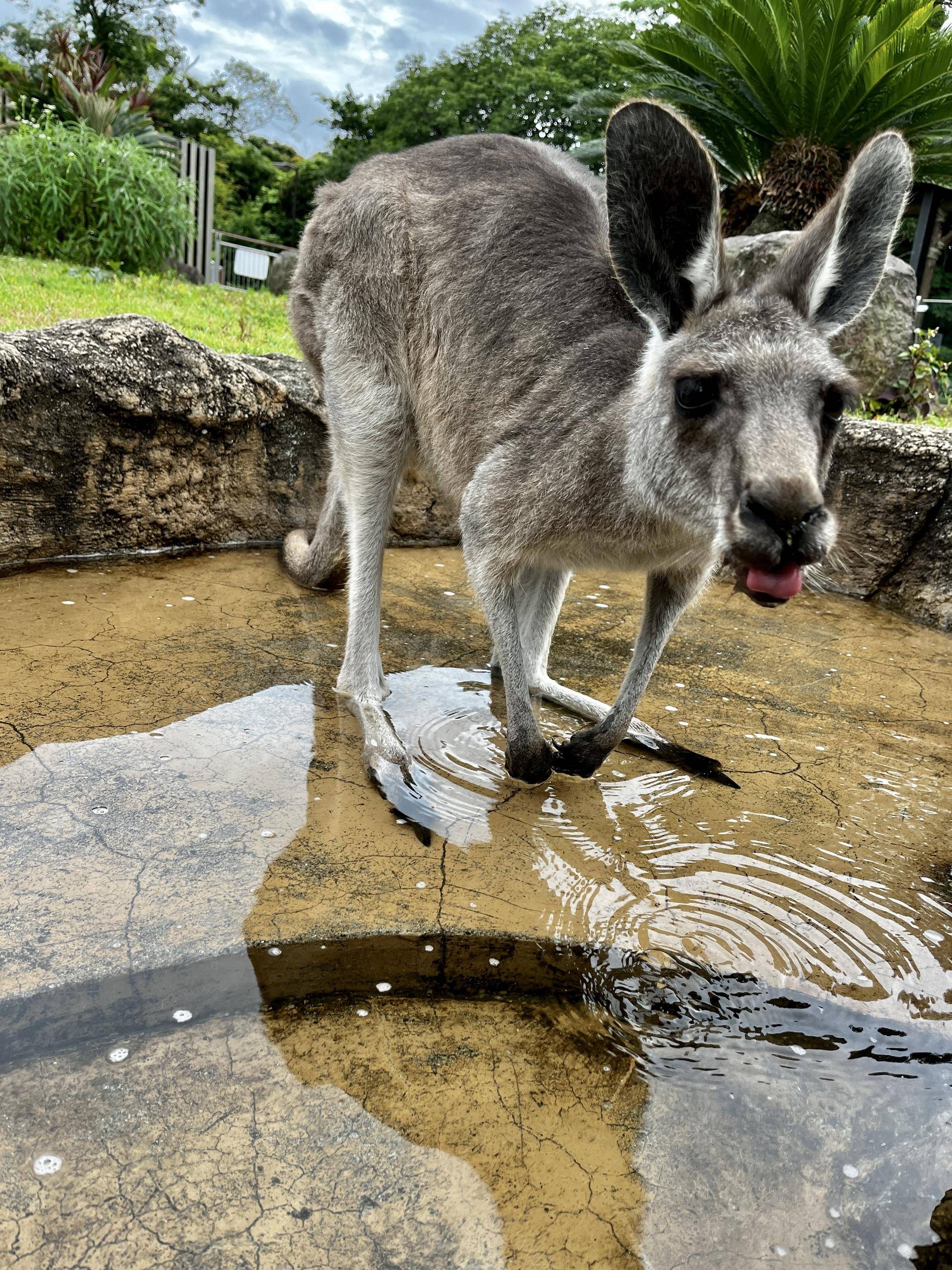 アミーゴ (3).jpg