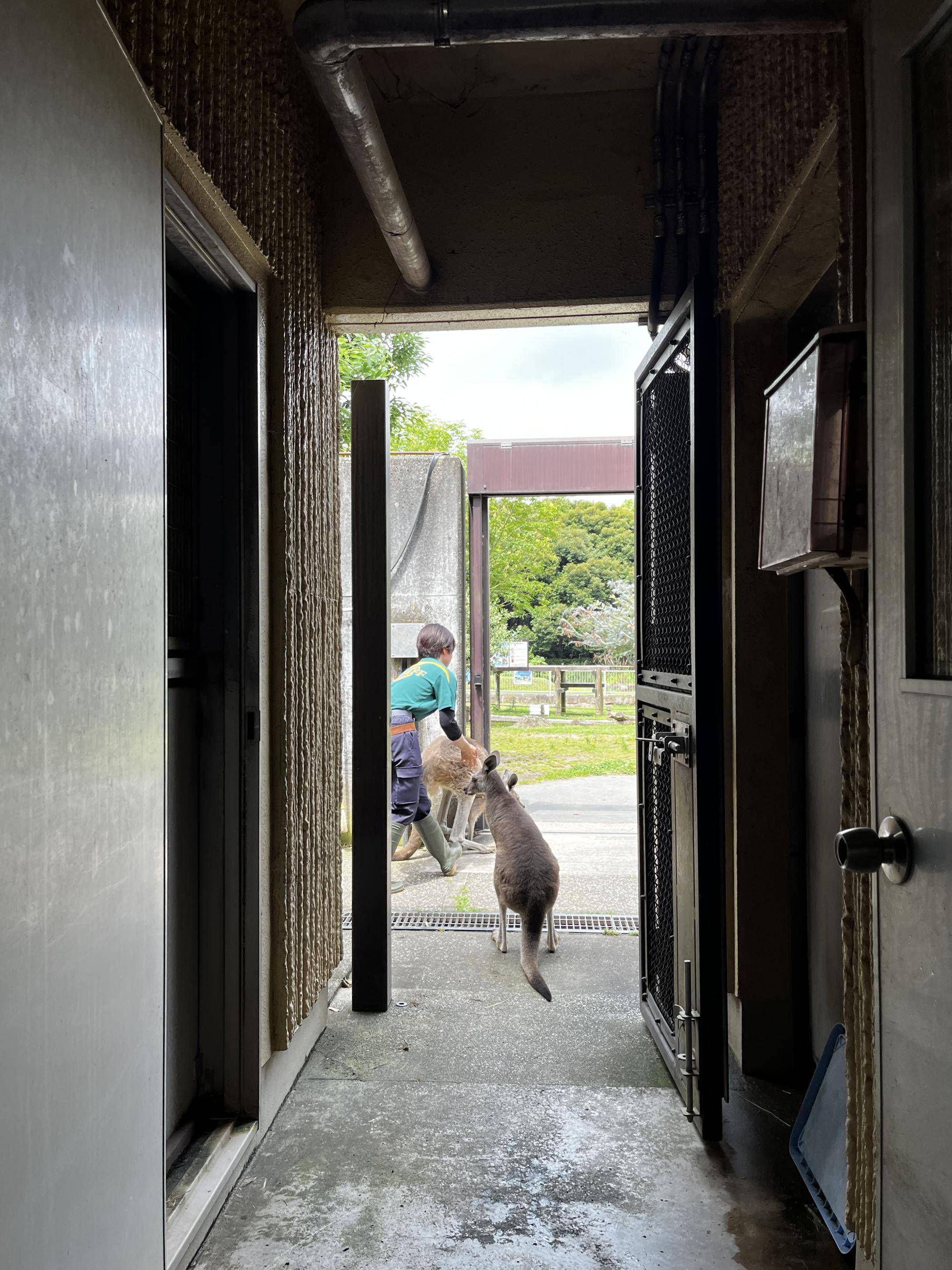 キノコとコムギ放飼中 (1).jpg
