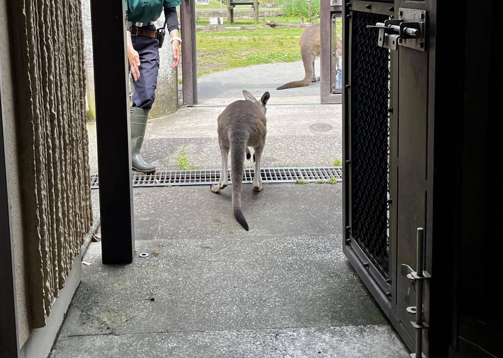 キノコとコムギ放飼中 (2).jpg