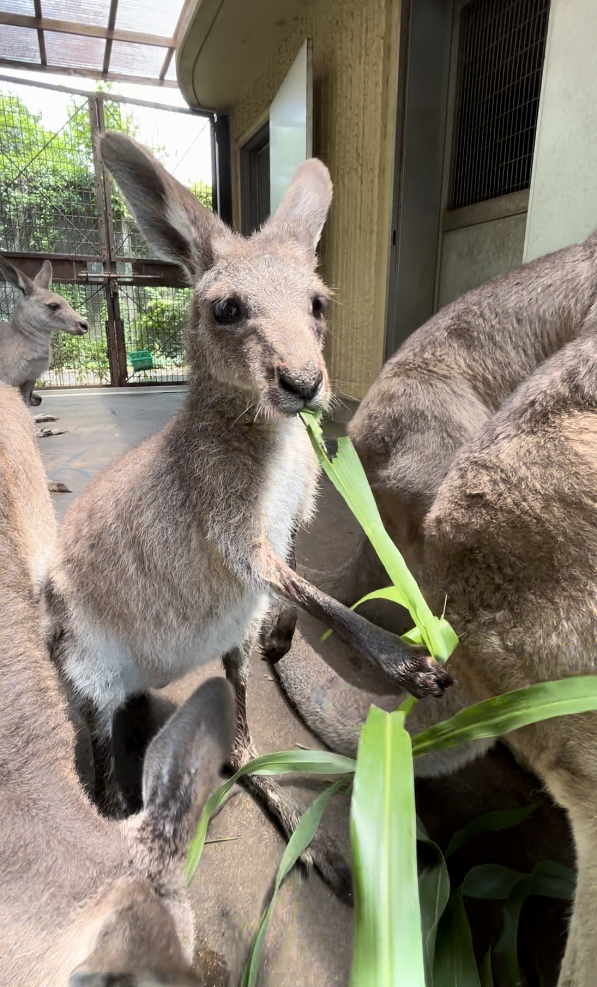 ソルゴ2 イジュ.png