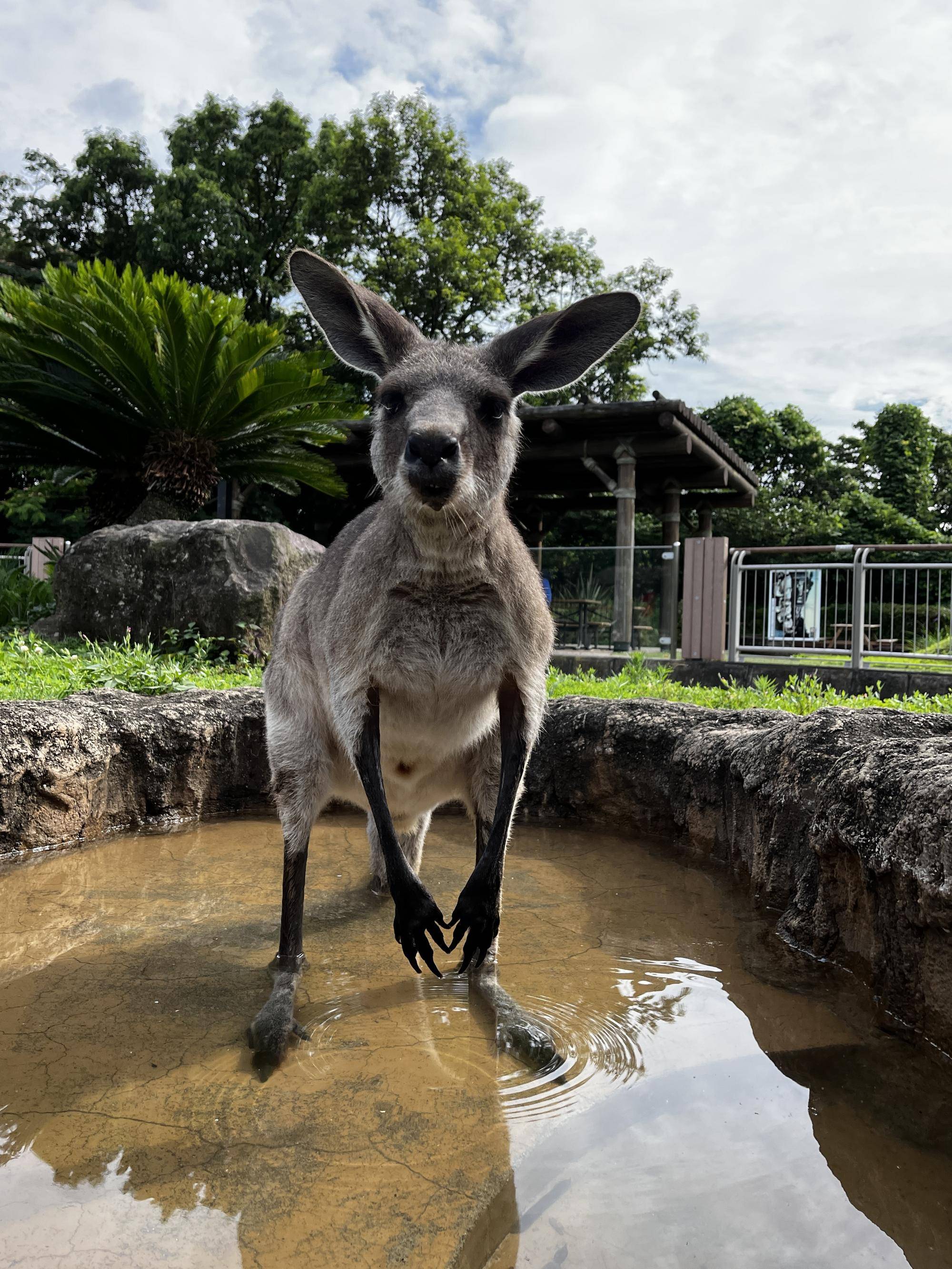 キクラゲ (2).jpg