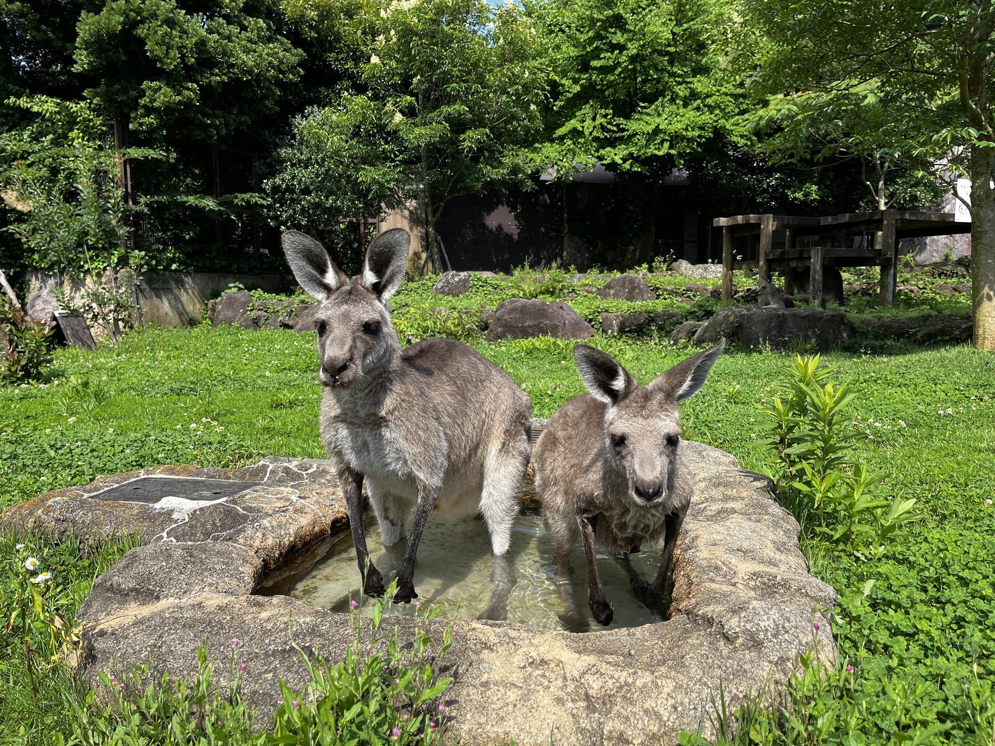 アミーゴとカボス (2).jpg