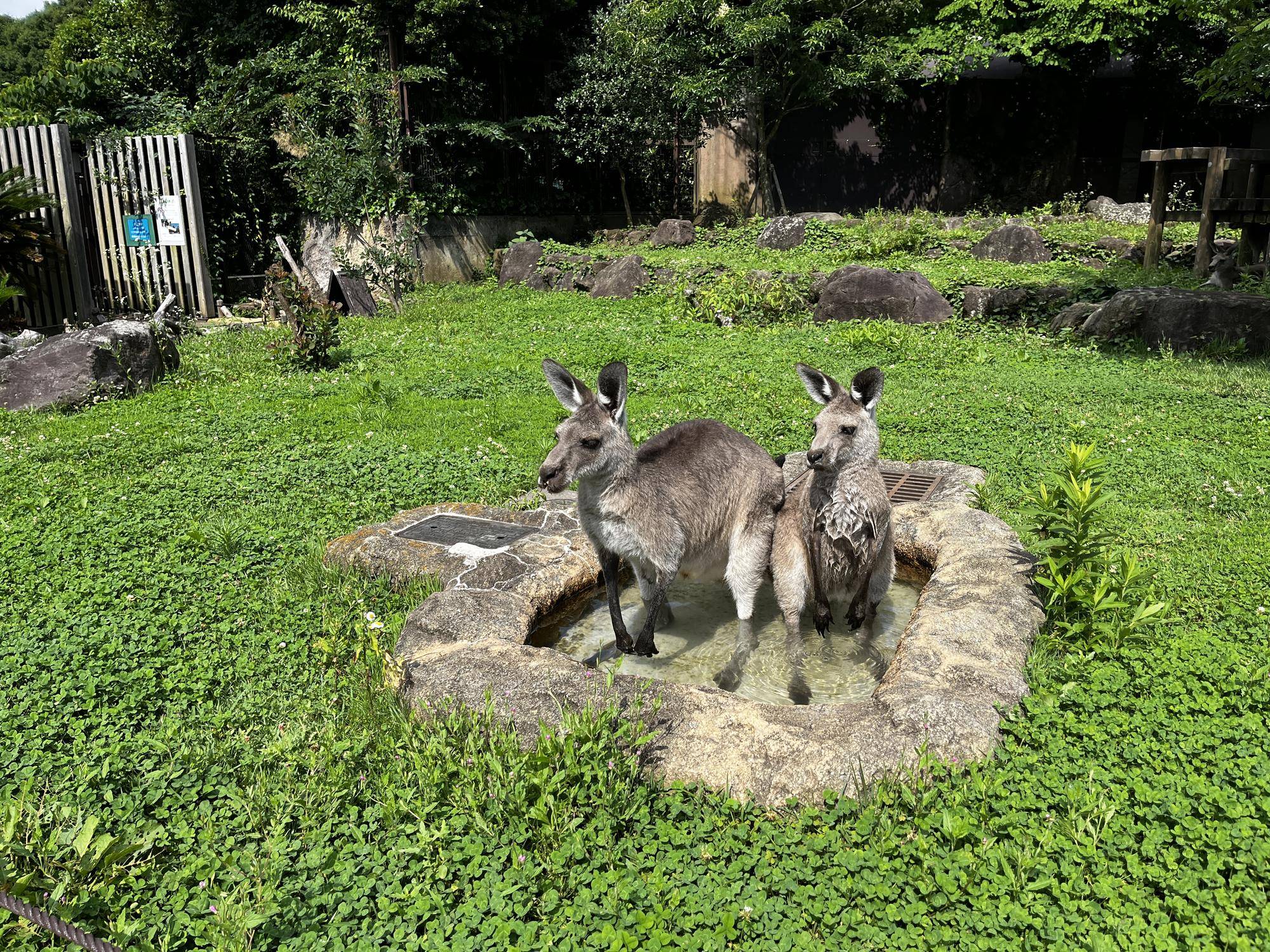 アミーゴとカボス (1).jpg