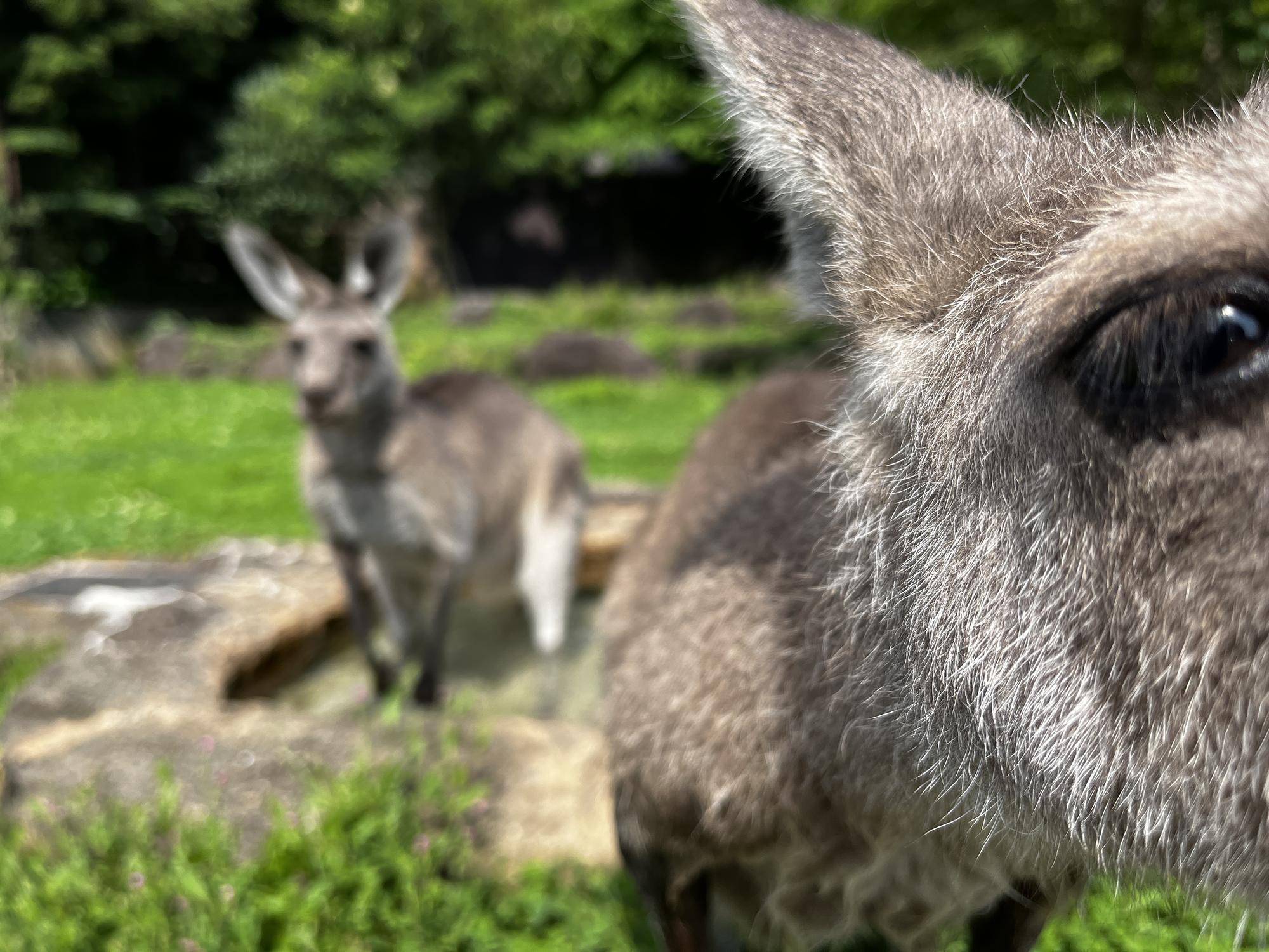 アミーゴとカボス (3).jpg