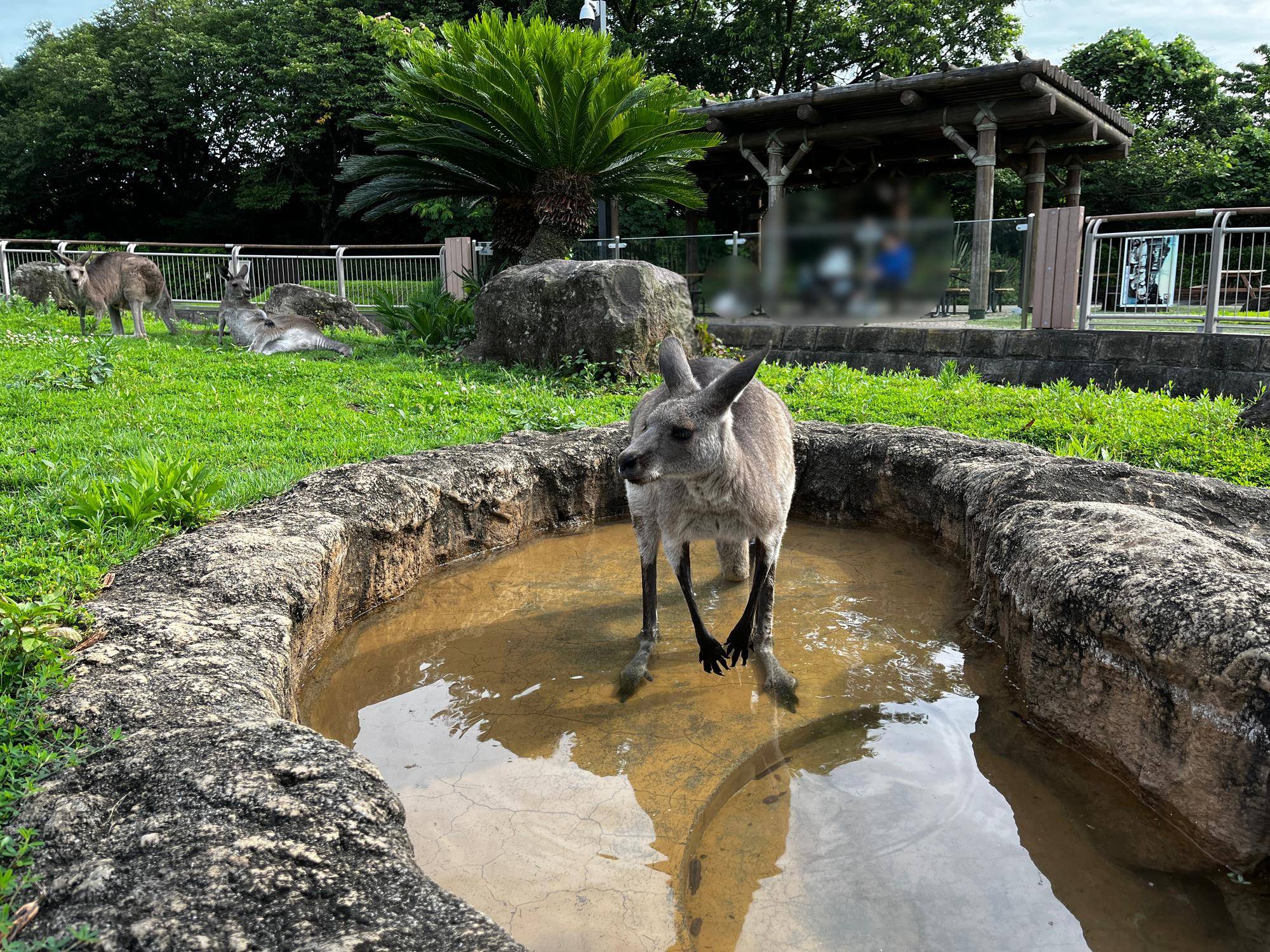 キクラゲ (1).jpg