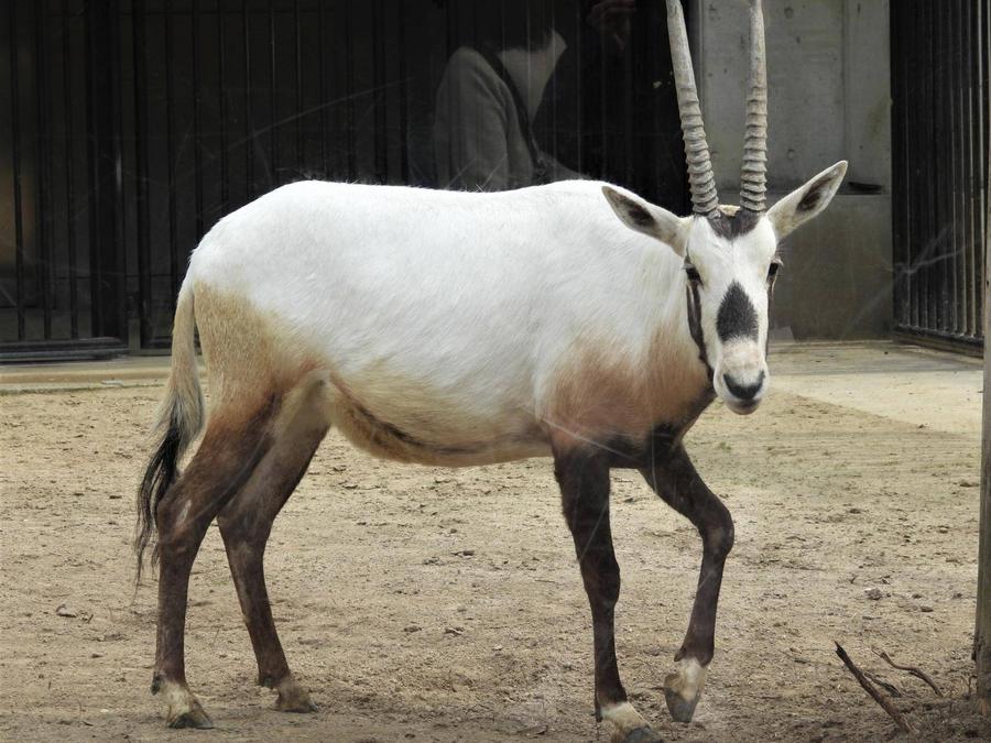 記者発表】アラビアオリックスが2頭来園します|プレスリリース|金沢