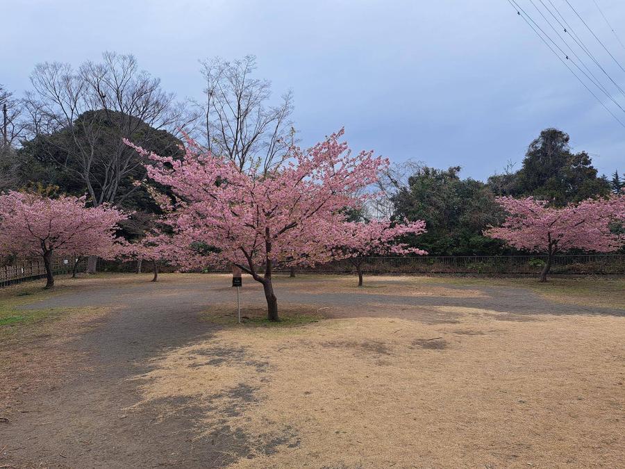 アメリカ休憩所裏の河津桜のある広場の様子.jpg