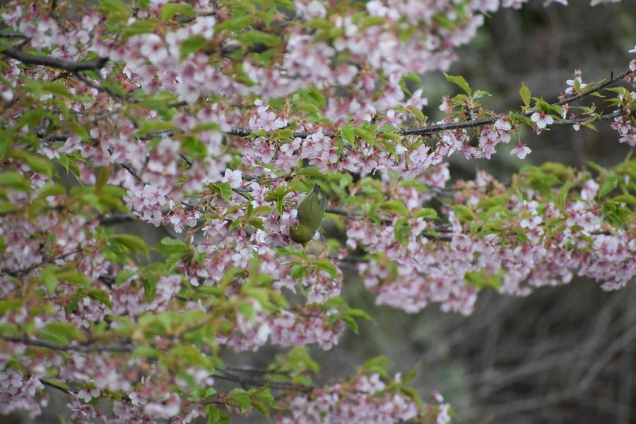 写真③河津桜の蜜を吸うメジロ.jpg