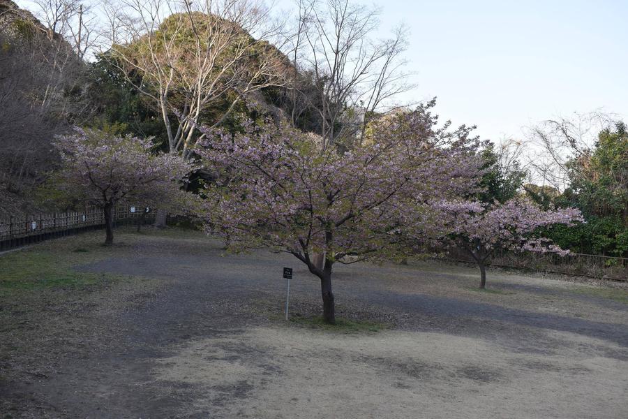 写真②アメリカ休憩所裏の河津桜がある広場の様子.jpg