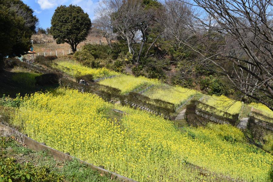 こども広場の菜の花畑.jpg