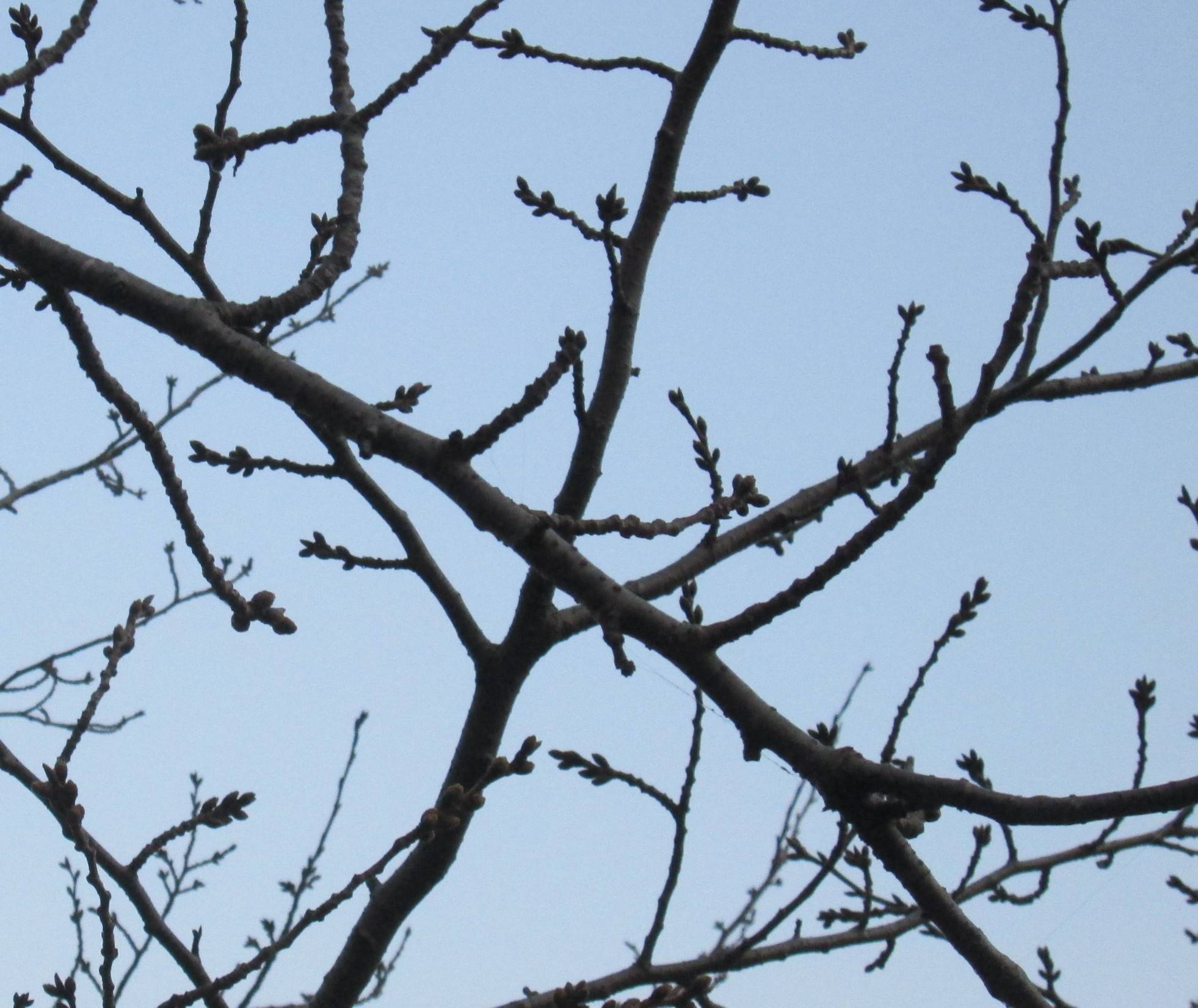 基準僕の桜(3月22日）.jpg