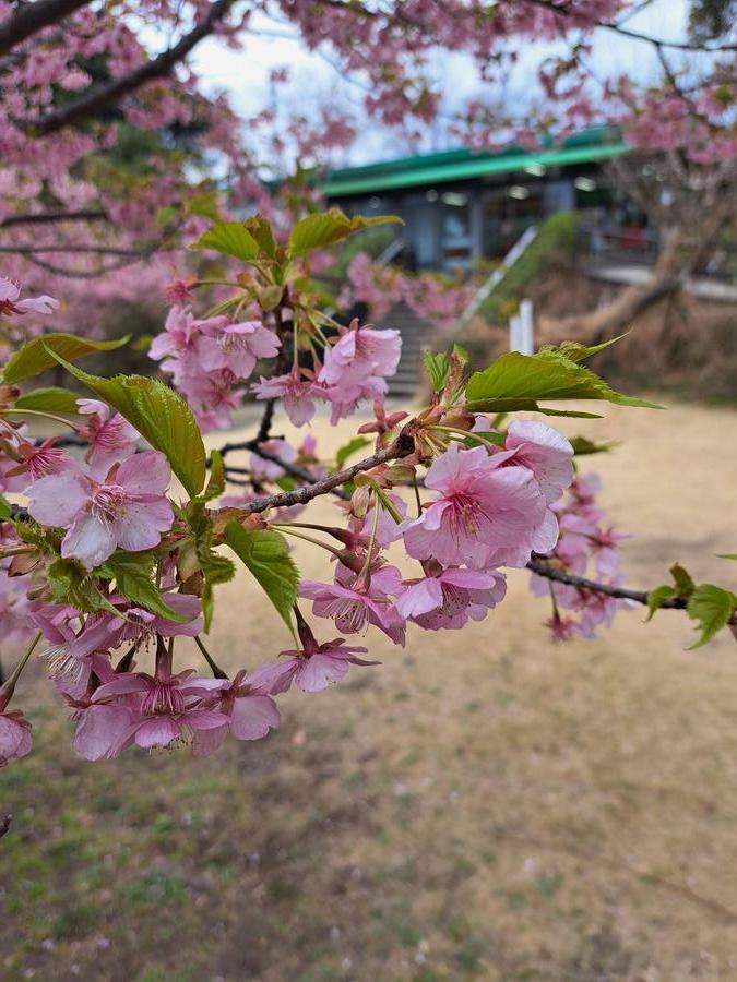 葉が出てきている河津桜の様子.jpg