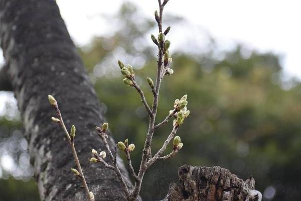 写真⑧膨らんできた大島桜のつぼみ.jpg