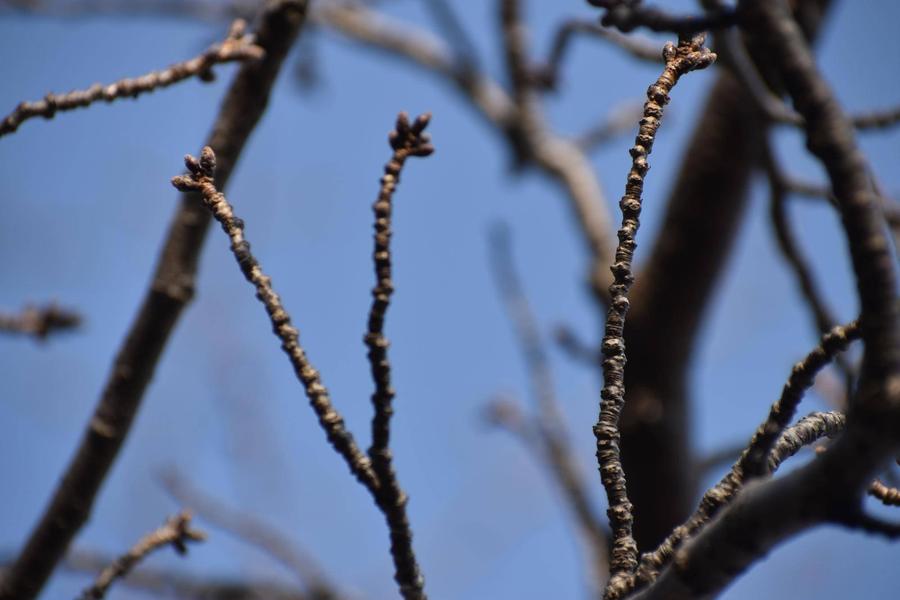 写真①基準木ソメイヨシノの花芽.jpg
