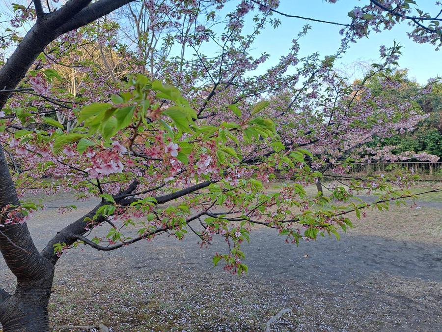 写真③河津桜のアップ.jpg