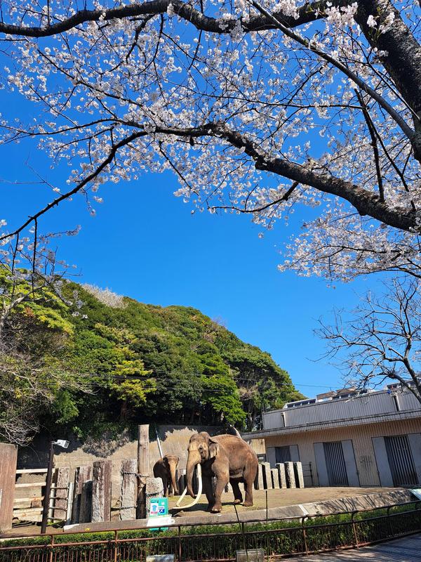 ⑥インドゾウ舎前のソメイヨシノとゾウのボンとヨーコその2.jpg