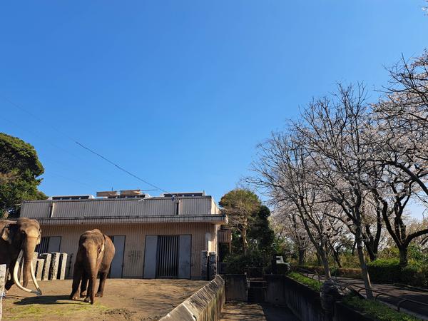 ⑤インドゾウ舎前のソメイヨシノとゾウのボンとヨーコその1.jpg