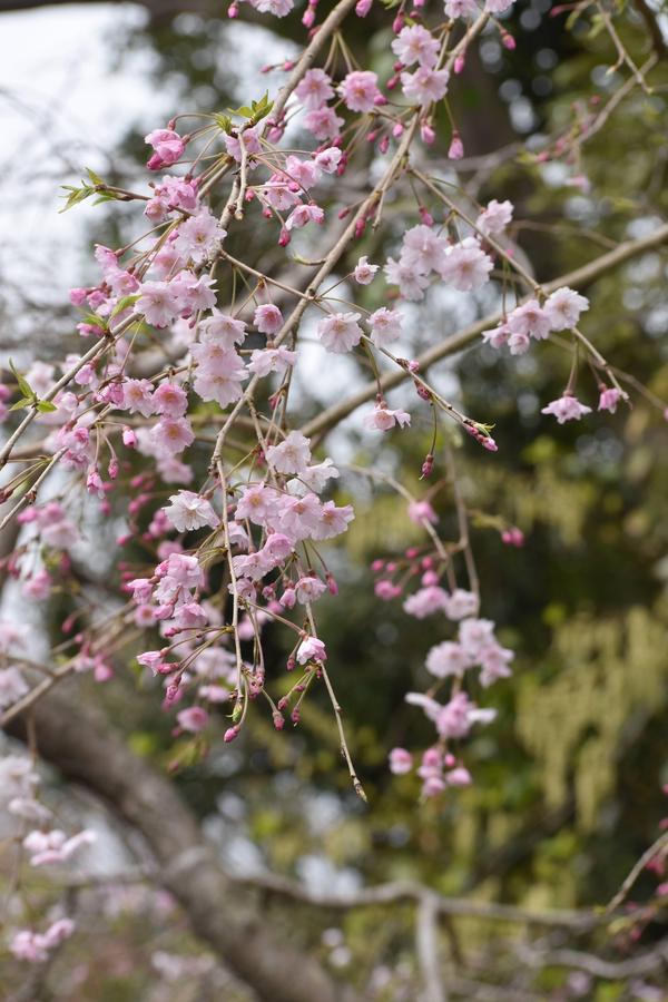 ⑤枝垂桜.jpg