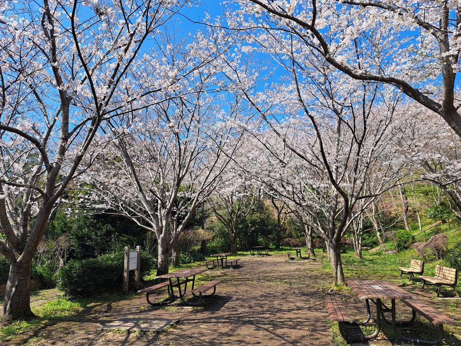⑮BBQ場のソメイヨシノ.jpg