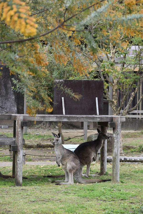 ⑮ミモザとカンガルー.jpg
