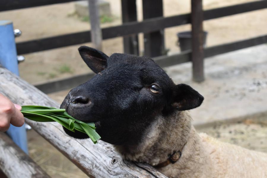 おやつの葉を食べるヒツジ