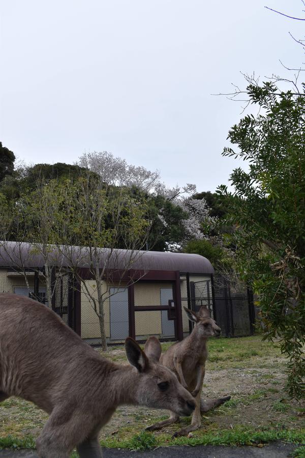 ⑰桜とカンガルーウォークスルー内から.jpg