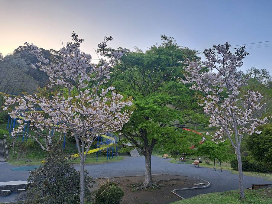 こども広場の八重桜.jpg