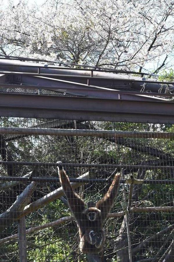 ⑩サクラを背景にテナガザルのユウタロウを撮影.jpg