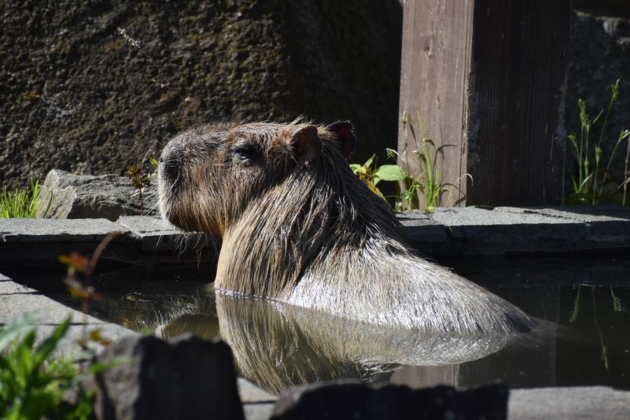 カピバラ