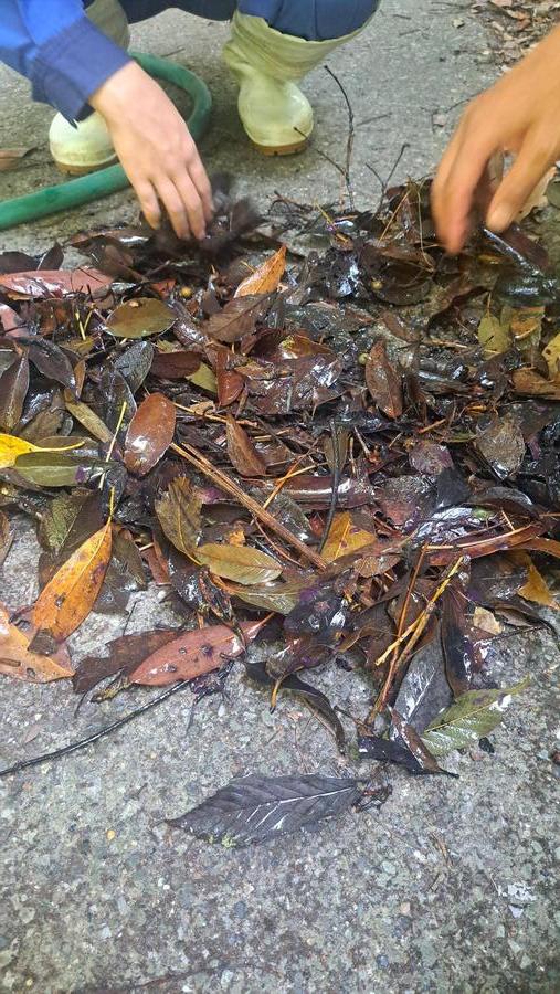 ⑨落ち葉の中から生きもの探し.jpg