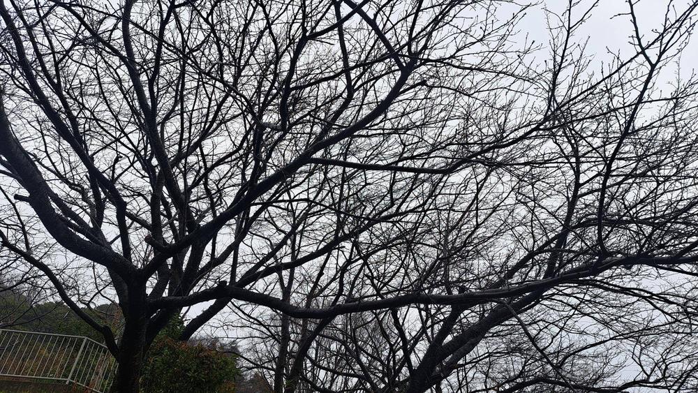 20260225ソメイヨシノ基準木